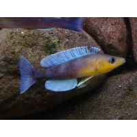 Cyprichromis leptosoma Kigoma 3-4cm